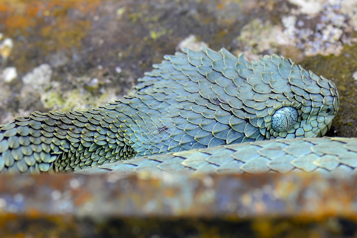 Atheris squamigera Atheris squamigera is a venomous viper species endemic to west and central Africa.<br />
There is a story behind this picture ...<br />
<br />
I was setting a light trap to catch mosquitoes. I didn&#039;t do it very discreetly, moving the barns and grasses, removing the troublesome dead branches, ... I pick up a rather large dead branch to hang the light trap on, I run the cable along this branch and finally it&#039;s time to put the battery in and plug in the trap. I put the battery on the ground and there I discover with amazement that I have just put the battery literally 5cm from the head of the viper. I remain frozen, do not move my hand, I observe the viper who looked at me out of the corner of his eye. She doesn&#039;t look pissed off or in an attack posture. I also realize that the branch I used to hang the trap is planted in the ground right next to his head... In fact it&#039;s been at least 10 minutes since I could have been bitten hahaha. So I pulled my hand away very quickly and ran to the car to get my camera to take a portrait of her. I was so excited and on adrenaline that I missed all my photos hahaha... Here is the least bad of the series.<br />
<br />
 Atheris squamigera,Gabon,Geotagged,Snake,Spring,Squamata,Viper,Viperidae