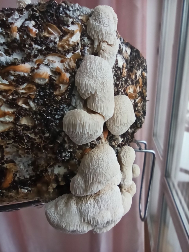 Antrodia sinuosa Its spores contaminated a spore sample so ocassionally I grew this guy Antrodia Sinuosa