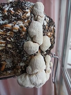 Antrodia sinuosa Its spores contaminated a spore sample so ocassionally I grew this guy Antrodia Sinuosa