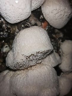 Antrodia Sinuosa Its spores contaminated a spore sample so ocassionally I grew this guy Antrodia Sinuosa