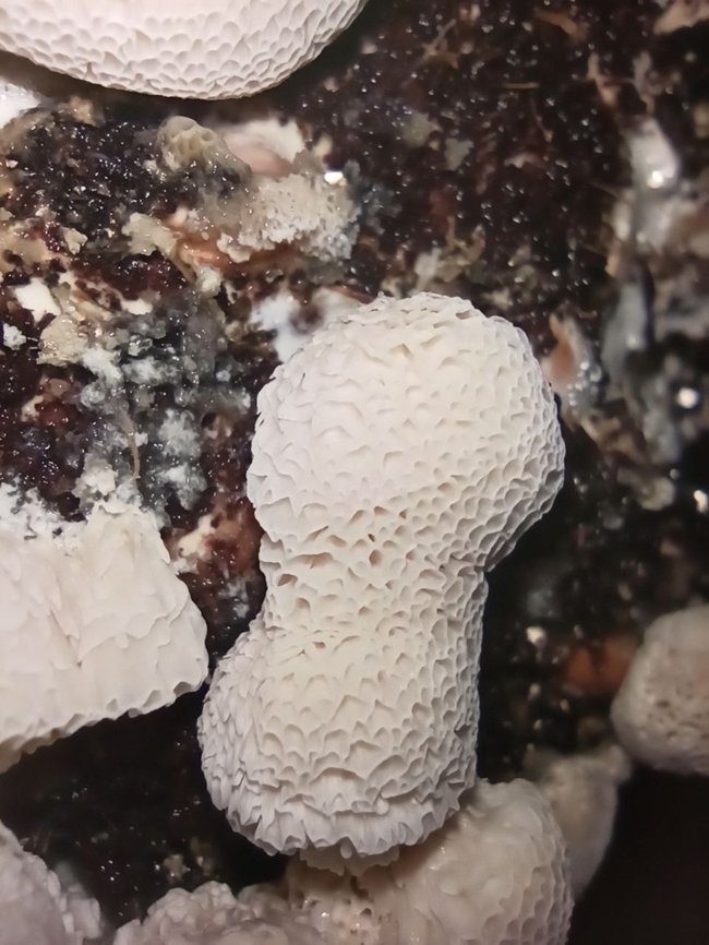 Antrodia Sinuosa Its spores contaminated a spore sample so ocassionally I grew this guy Antrodia Sinuosa