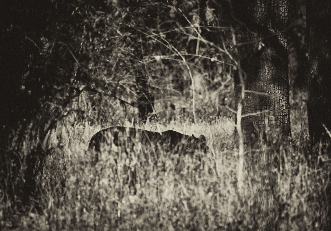 The Lurking Shadow The tiger is one of the most difficult subject to capture as there are millions of photographers on daily basis clicking million of pics. How then will you pictures be different? That too in a National Park like Tadoba which has amongst highest footfalls. I thought about it and had few ideas of clicking some different clutter breaking Images of a Tiger. I got the opportunity to implement the same when a Tiger was passing through dense Tree canopy. The idea of potent shadow like figure lurking in bush is well executed here. Date of Click : - April 2013 (High Summer Time) Ghost,Panthera tigris,Shadow,Tiger