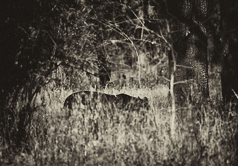 The Lurking Shadow The tiger is one of the most difficult subject to capture as there are millions of photographers on daily basis clicking million of pics. How then will you pictures be different? That too in a National Park like Tadoba which has amongst highest footfalls. I thought about it and had few ideas of clicking some different clutter breaking Images of a Tiger. I got the opportunity to implement the same when a Tiger was passing through dense Tree canopy. The idea of potent shadow like figure lurking in bush is well executed here. Date of Click : - April 2013 (High Summer Time) Ghost,Panthera tigris,Shadow,Tiger