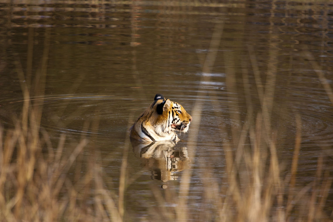 Tiger Jacuzzi Description: - Tiger is one of the most difficult subject to capture as there are millions of photographers on daily basis clicking million of pics. How then will you pictures be different? That too in a National Park like Tadoba which has amongst highest footfalls. I thought about it and had few ideas of clicking some different clutter breaking Images of a Tiger. I got the opportunity to implement the same when this Tigress entered the Water. Date of Click : - April 2013 (High Summer Season with around 42 degrees celsius temperature) Panthera tigris,Tiger