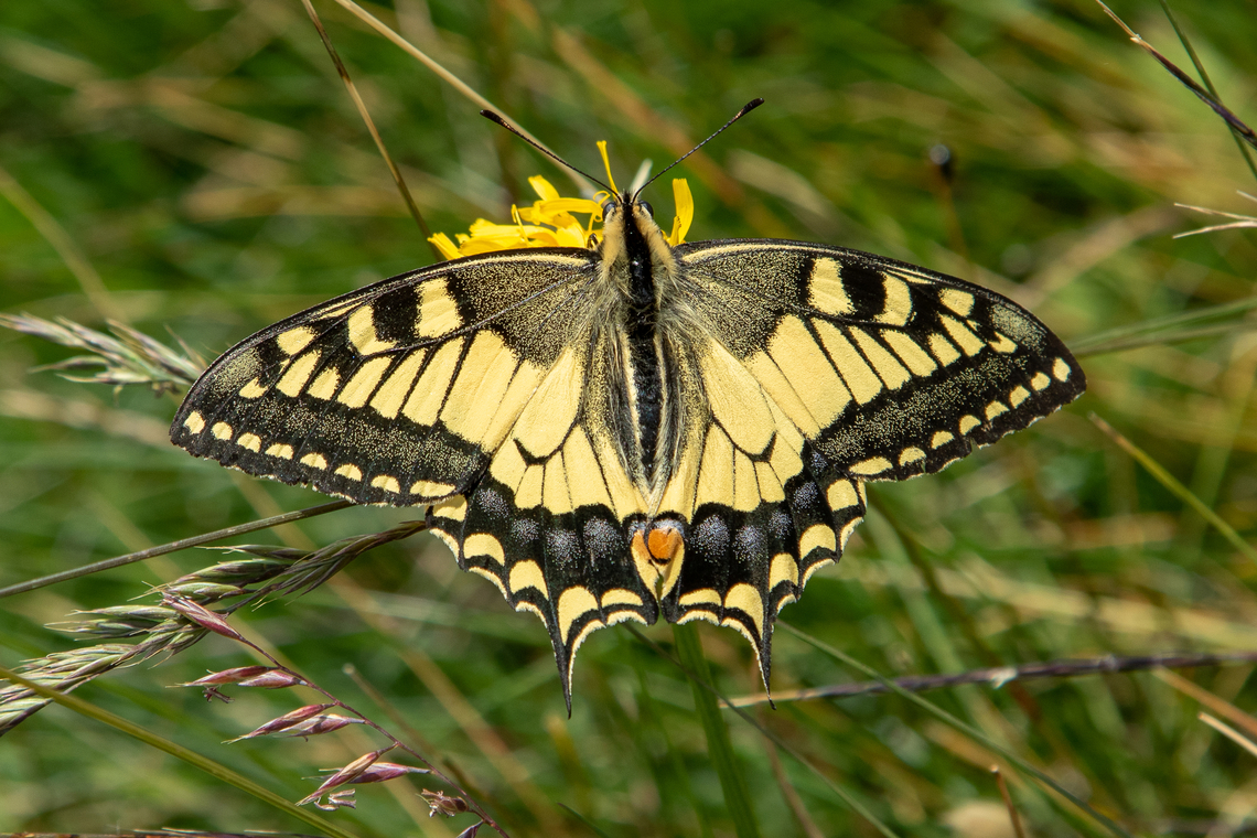 Papilio machaon (EN: Old World swallowtail, DE: Schwalbenschwanz) This &ldquo;classic&ldquo; butterfly has been a constant companion that I&#039;ve encountered all over the West-European Alps and foothills during various summers. This individual is from Ticino in southern Switzerland. Falter,Geotagged,Old World swallowtail,Papilio machaon,Schmetterling,Schweiz,Summer,Switzerland,Tiere,butterfly,mariposa