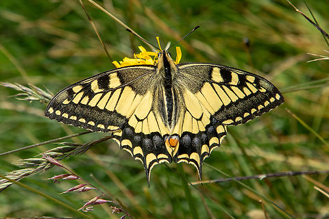 Papilio machaon (EN: Old World swallowtail, DE: Schwalbenschwanz) This &ldquo;classic&ldquo; butterfly has been a constant companion that I've encountered all over the West-European Alps and foothills during various summers. This individual is from Ticino in southern Switzerland. Falter,Geotagged,Old World swallowtail,Papilio machaon,Schmetterling,Schweiz,Summer,Switzerland,Tiere,butterfly,mariposa