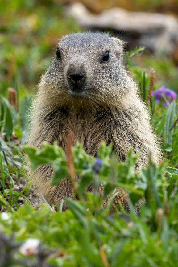 A young Alpine Marmot (Marmota marmota) We were returning from a splendid mountain hike near Avers in the Canton of Graub&uuml;nden in Switzerland when this little fellow popped up only a few meters ahead next to the trail. Often, marmots will keep their distance and rapidly disappear if they feel disturbed. But this young one was curious enough to let me snap a picture. Alpine Marmot,Geotagged,Marmota marmota,Schweiz,Summer,Switzerland,Säugetier