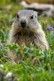 A young Alpine Marmot (Marmota marmota) We were returning from a splendid mountain hike near Avers in the Canton of Graub&uuml;nden in Switzerland when this little fellow popped up only a few meters ahead next to the trail. Often, marmots will keep their distance and rapidly disappear if they feel disturbed. But this young one was curious enough to let me snap a picture. Alpine Marmot,Geotagged,Marmota marmota,Schweiz,Summer,Switzerland,S&auml;ugetier