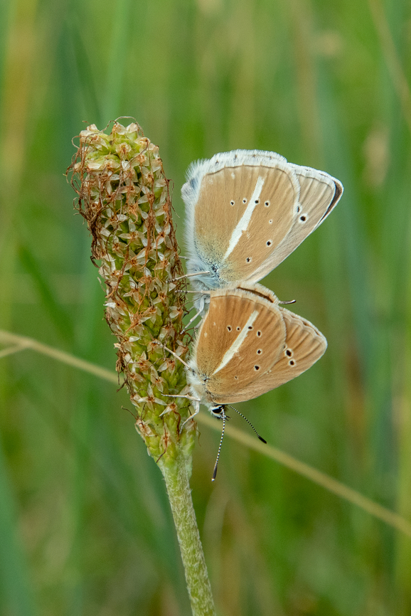 Two resting Damon blue butterflies (Polyommatus damon) We were exploring a potential site for placing an insect light for attracting nocturnal species in the mountains near Barcelonette, France shortly before dusk. Several diurnal had already settled down for the night, including these two Damon blues.<br />
The prominent dagger-like white streak on the underside of the hindwings (present in both sexes) make this species easy to distinguish from other Lycaenidae. The German common name also alludes to this &ldquo;dagger&rdquo; (DE: Wei&szlig;dolch-Bl&auml;uling). Falter,France,Frankreich,Geotagged,Polyommatus damon,Schmetterling,Summer,Tiere,butterfly,mariposa