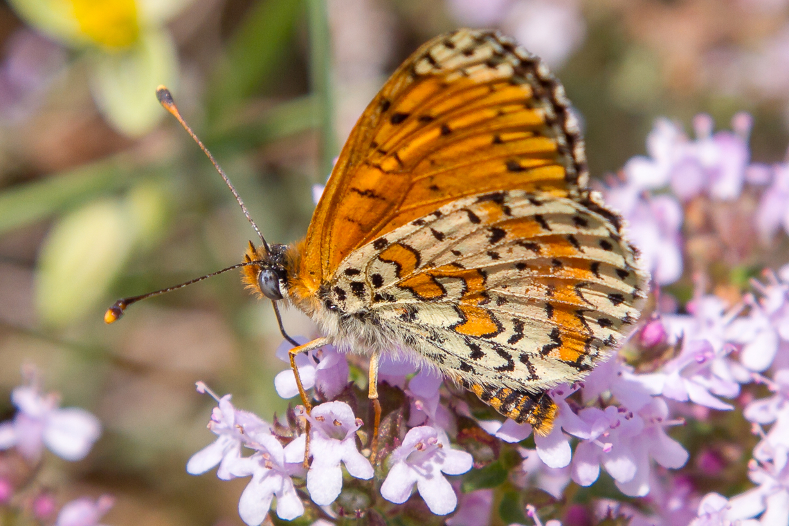 A feeding male Spotted Fritillary (Melitaea didyma) Another fairly common butterfly that you can enjoy in many warm and elevated habitats all over Europe. This one is from a hike near the breathtaking Verdon Gorge in Provence, France. Falter,France,Frankreich,Gebiete,Geotagged,Melitaea didyma,Provence,Schmetterling,Spotted Fritillary,Spring,Tiere,butterfly,mariposa
