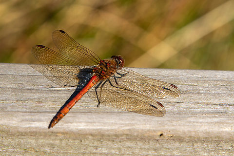 A Ruddy darter dragonfly resting in the sun During a visit to the Glendalough historical site in Ireland, we took a stroll around some nearby lakes. On the wooden handrail of a bridge crossing a brook, I was able to capture this dragonfly. Dragonfly,Geotagged,Ireland,Irland,Libelle,Ruddy Darter,Summer,Sympetrum sanguineum