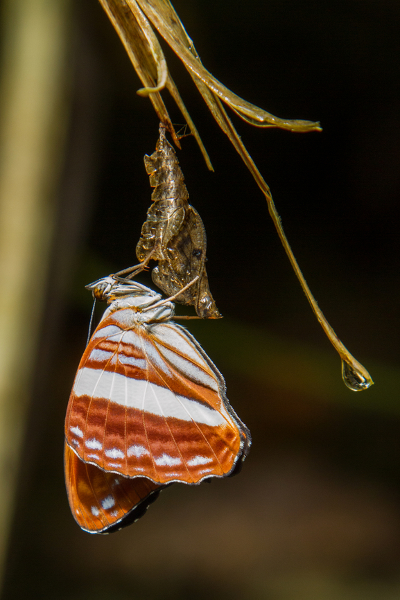 Tropical butterfly emerging from chrysalis From the &ldquo;Selva Bananito Lodge&rdquo; in the Lim&oacute;n Province of Costa Rica, you can undertake several exciting hikes through different lowland rainforest habitats. One hike led us up the R&iacute;o Bananito - in absence of any trail literally walking in the river bed.<br />
Right beside the shore my partner (the one with the insect detecting view&hellip;) spotted this butterfly that had just emerged from its chrysalis and was drying in the mid-morning sun before spreading its wings for the first time.<br />
<br />
Based on my limited own supply of literature on neo-tropical insects and according to <a href="https://www.butterfliesofamerica.com/L/adelpha_cytherea_marcia.htm" rel="nofollow">https://www.butterfliesofamerica.com/L/adelpha_cytherea_marcia.htm</a>, this could be Adelpha cytherea marcia - corrections welcome! Adelpha cytherea,Costa Rica,Fall,Falter,Gebiete,Geotagged,Schmetterling,Smooth-banded sister,Tiere,butterfly,mariposa
