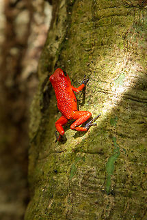 Strawberry poison-dart frog (Oophaga pumilio) From a hike along R&iacute;o Bananito (Lim&oacute;n Province of Costa Rica), on a crest in the forest - one of the most iconic species of poison dart frogs that can be found in this region. Amphibien,Costa Rica,Fall,Frosch,Gebiete,Geotagged,Oophaga pumilio,Strawberry poison dart frog,Tiere