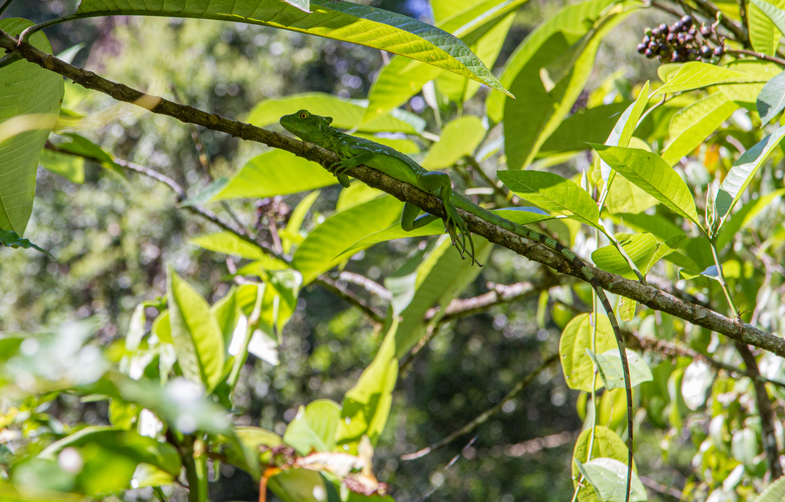 A plumed basilisk resting on a tree, presumably female During a hike along the river bed of R&iacute;o Bananito (Lim&oacute;n Province of Costa Rica), we left the river at some point to ascend a slope in the forest. Our guide pointed out this little basilisk that was sitting on a branch - difficult to spot with all the surrounding foliage. Basiliscus plumifrons,Costa Rica,Geotagged,Plumed basilisk,Reptiles,Reptilien