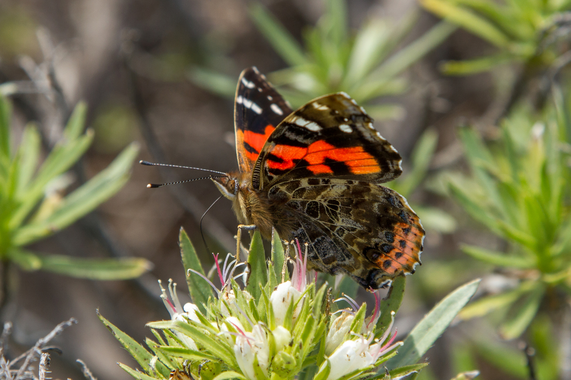 Canary red admiral (Vanessa vulcania) This butterfly is related to the fairly common Red admiral (Vanessa atalanta), which is found in temperate regions of North Africa, North and Central America, Europe, Asia, and island regions of Hawaii, and the Caribbean. Only that this species is endemic to the Canary Islands and Madeira.<br />
Since the Canary red admiral looks very similar to the Indian red admiral (Vanessa indica), it used to be considered a subspecies of the latter, until more detailed research established it as its own species. Canary red admiral,Falter,Geotagged,Kanarische Inseln,Schmetterling,Spain,Tiere,Vanessa vulcania,Winter,butterfly,mariposa