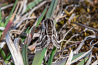 Male Belted beauty moth (Lycia zonaria) The Belted beauty can be found all over Europe, but often only in small habitat patches. Females do not have wings, making it hard for this species to migrate to new habitats.<br />
<br />
To the south a Munich lies a disused airstrip with surroundings meadows which is a well-known spot for finding these beauties.<br />
<br />
In a patch of a few square meters we encountered many females as well, such as<br />
https://www.jungledragon.com/image/146051/lycia_zonaria_.html Deutschland,Falter,Geotagged,Germany,Lycia zonaria,Schmetterling,Spring,Tiere,butterfly,mariposa