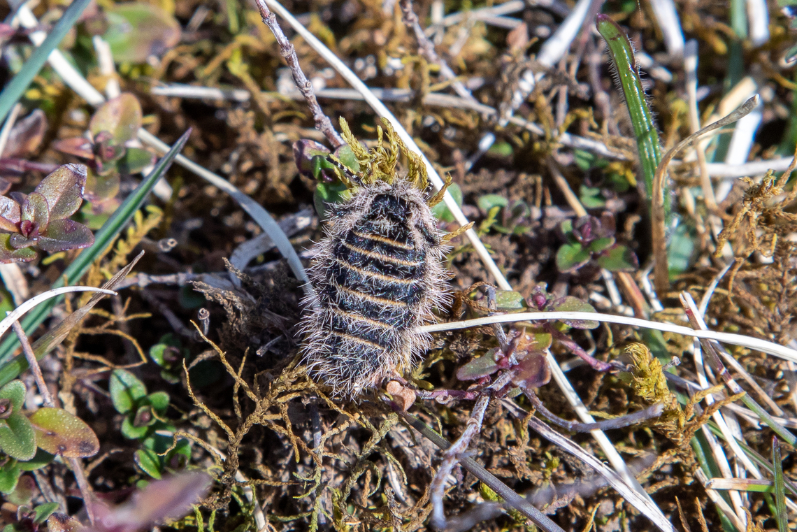 Female Belted beauty moth (Lycia zonaria) The Belted beauty can be found all over Europe, but often only in small habitat patches. Females do not have wings, making it hard for this species to migrate to new habitats.<br />
<br />
To the south a Munich lies a disused airstrip with surroundings meadows which is a well-known spot for finding these beauties.<br />
<br />
In the same patch we also encountered some male specimens, such as:<br />
<figure class="photo"><a href="https://www.jungledragon.com/image/146050/male_belted_beauty_moth_lycia_zonaria.html" title="Male Belted beauty moth (Lycia zonaria)"><img src="https://s3.amazonaws.com/media.jungledragon.com/images/8383/146050_thumb.jpg?AWSAccessKeyId=05GMT0V3GWVNE7GGM1R2&Expires=1770854410&Signature=TAafiCWbI2MhPtAc7xjiS1LQC%2Fg%3D" width="200" height="134" alt="Male Belted beauty moth (Lycia zonaria) The Belted beauty can be found all over Europe, but often only in small habitat patches. Females do not have wings, making it hard for this species to migrate to new habitats.<br />
<br />
To the south a Munich lies a disused airstrip with surroundings meadows which is a well-known spot for finding these beauties.<br />
<br />
In a patch of a few square meters we encountered many females as well, such as<br />
https://www.jungledragon.com/image/146051/lycia_zonaria_.html Deutschland,Falter,Geotagged,Germany,Lycia zonaria,Schmetterling,Spring,Tiere,butterfly,mariposa" /></a></figure><br />
<br />
A related species, found in the higher regions of the Alps, is Lycia alpina:<br />
<figure class="photo"><a href="https://www.jungledragon.com/image/146074/female_lycia_alpina_moth.html" title="Female Lycia alpina moth"><img src="https://s3.amazonaws.com/media.jungledragon.com/images/8383/146074_thumb.jpg?AWSAccessKeyId=05GMT0V3GWVNE7GGM1R2&Expires=1770854410&Signature=aPlfw8%2FnMTDXhtv21tNa2MqSKBg%3D" width="200" height="134" alt="Female Lycia alpina moth This is another species of Geometridae in which the adult females are wingless. It lives in the upper regions of the European Alps as well as a bit lower in the Swiss Jura.<br />
<br />
This full-grown female measures some 2cm. I would never ever have spotted it myself during our hike in the High Tauern region, since it looks very much like a piece of plant seed or bird's dropping. But my butterfly specialist partner has a sixth sense when it comes to spotting these little creatures (it seems super-human to me at times&hellip;), so I joyfully took some pictures of this rare sight. At early July and an altitude of ca 2250m, there were several large patches of snow directly next to this spot.<br />
<br />
Lycia alpina is related to the Belted beauty (Lycia zonaria), which has similar characteristics, see:<br />
https://www.jungledragon.com/image/146051/female_belted_beauty_moth_lycia_zonaria.html Austria,Falter,Geotagged,Lycia alpina,Schmetterling,Summer,Tiere,butterfly,mariposa,&Ouml;sterreich" /></a></figure> Deutschland,Falter,Geotagged,Germany,Lycia zonaria,Schmetterling,Spring,Tiere,butterfly,mariposa
