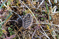 Female Belted beauty moth (Lycia zonaria) The Belted beauty can be found all over Europe, but often only in small habitat patches. Females do not have wings, making it hard for this species to migrate to new habitats.<br />
<br />
To the south a Munich lies a disused airstrip with surroundings meadows which is a well-known spot for finding these beauties.<br />
<br />
In the same patch we also encountered some male specimens, such as:<br />
https://www.jungledragon.com/image/146050/male_belted_beauty_moth_lycia_zonaria.html<br />
<br />
A related species, found in the higher regions of the Alps, is Lycia alpina:<br />
https://www.jungledragon.com/image/146074/lycia_alpina_.html Deutschland,Falter,Geotagged,Germany,Lycia zonaria,Schmetterling,Spring,Tiere,butterfly,mariposa