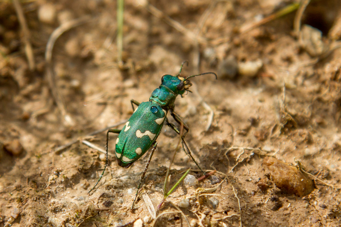 Alpine tiger beetle (Cicindela gallica) _Note_: The English name &ldquo;Alpine tiger beetle&ldquo; might be misleading, since that is also used for Cicindela plutonica. I haven't encountered an official English common name yet. But the individual in this photo has been confirmed as C. gallica in this German-speaking forum:<br />
<a href="https://www.kerbtier.de/cgi-bin/deSnapSearch.cgi?logic=0&amp;selcrit=1_&amp;it1=1&amp;op1=3&amp;crit1=Cicindela+gallica&amp;SortItem=2&amp;SortDir=1&amp;SortMode=3&amp;FltAnz=1&amp;ClustItem=0&amp;ClustSort=0&amp;chkLimit=1&amp;nitems=3&amp;trigger=Suchen" rel="nofollow">https://www.kerbtier.de/cgi-bin/deSnapSearch.cgi?logic=0&amp;selcrit=1_&amp;it1=1&amp;op1=3&amp;crit1=Cicindela+gallica&amp;SortItem=2&amp;SortDir=1&amp;SortMode=3&amp;FltAnz=1&amp;ClustItem=0&amp;ClustSort=0&amp;chkLimit=1&amp;nitems=3&amp;trigger=Suchen</a><br />
<br />
Snapping pictures of tiger beetles can be a lesson in patience. They are able to take off and fly a few meters in the blink of an eye. And they are wary of anything large that approaches them. In this case, I got lucky - it was still quite early in the day and because of remaining clouds the mountain slope had not yet warmed up. So this beetle was still a bit a bit sluggish and tolerated my approach.<br />
<br />
There are various Tiger beetles to be found in Europe, but this species is endemic to the western and central Alps. <br />
<br />
 Geotagged,K&auml;fer,Makro,Sandlaufk&auml;fer,Schweiz,Summer,Switzerland,Tiere