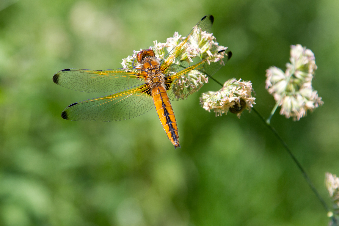 Female Scarce chaser (Libellula fulva) The German common name, &ldquo;Spitzenfleck&rdquo;, alludes to the little black spot at the tip of the wings.<br />
<br />
[Obsolete]<br />
Based on the habitat (alluvial meadow in the fairly warm Upper Rhine region) and the date (end of May), this dragonfly could be a Red-veined darter (Sympetrum fonscolombii). It seems pretty obvious that it belongs to the family of Libellulidae.<br />
Dragonfly-experts out there, please share your insights :-) Dragonfly,Geotagged,Germany,Libellula fulva,Scarce chaser,Spring