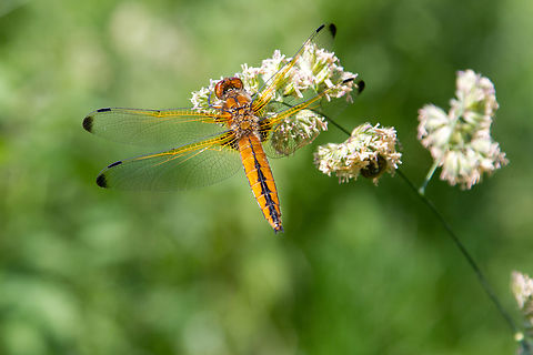 Female Scarce chaser (Libellula fulva) The German common name, “Spitzenfleck”, alludes to the little black spot at the tip of the wings.

[Obsolete]
Based on the habitat (alluvial meadow in the fairly warm Upper Rhine region) and the date (end of May), this dragonfly could be a Red-veined darter (Sympetrum fonscolombii). It seems pretty obvious that it belongs to the family of Libellulidae.
Dragonfly-experts out there, please share your insights :-) Dragonfly,Geotagged,Germany,Libellula fulva,Scarce chaser,Spring