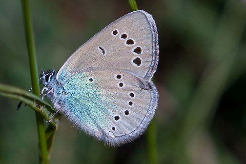 Underside of Green-Underside Blue (Glaucopsyche alexis) Just as the brief description on Wikipedia says, this butterfly lingers in “warm, lush meadows with plenty of its host plant, vetch”. The small habitat of Kaiserstuhl in South-Western Germany fulfils that description perfectly. Deutschland,Falter,Geotagged,Germany,Glaucopsyche alexis,Kaiserstuhl,Schmetterling,Spring,Tiere,butterfly,mariposa