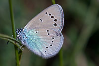 Underside of Green-Underside Blue (Glaucopsyche alexis) Just as the brief description on Wikipedia says, this butterfly lingers in “warm, lush meadows with plenty of its host plant, vetch”. The small habitat of Kaiserstuhl in South-Western Germany fulfils that description perfectly. Deutschland,Falter,Geotagged,Germany,Glaucopsyche alexis,Kaiserstuhl,Schmetterling,Spring,Tiere,butterfly,mariposa