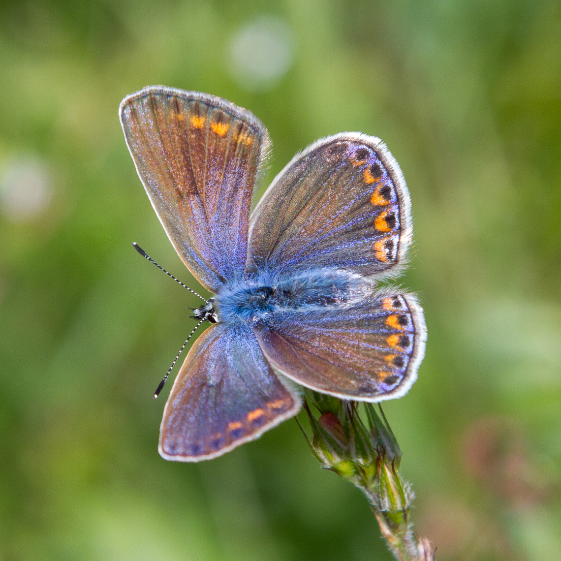 Female Reverdin's blue (Plebejus argyrognomon) This butterfly of the Lycaenidae family is mostly found in South-Eastern Europe and prefers dry, flowery meadows. In central Europe, they are quite rare. The small Kaiserstuhl region in South-Western Germany with its warm, almost Mediterranean microclimate, provides an ideal habitat. Deutschland,Falter,Geotagged,Germany,Kaiserstuhl,Plebejus argyrognomon,Reverdins blue,Schmetterling,Spring,Tiere,butterfly,mariposa