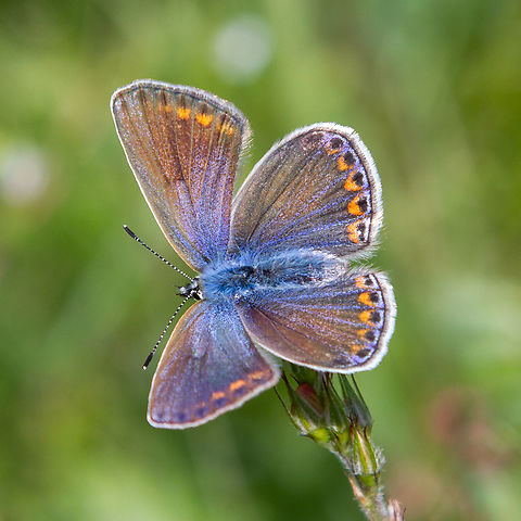 Female Reverdin's blue (Plebejus argyrognomon) This butterfly of the Lycaenidae family is mostly found in South-Eastern Europe and prefers dry, flowery meadows. In central Europe, they are quite rare. The small Kaiserstuhl region in South-Western Germany with its warm, almost Mediterranean microclimate, provides an ideal habitat. Deutschland,Falter,Geotagged,Germany,Kaiserstuhl,Plebejus argyrognomon,Reverdins blue,Schmetterling,Spring,Tiere,butterfly,mariposa