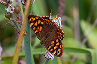 Canary speckled wood (Pararge xiphioides) It is quite common to encounter this butterfly on the islands of La Palma, Tenerife, La Gomera and Gran Canaria. Even though it looks similar to the well known Speckled wood (Pararge aegeria) that can be found all over central Europe and Northern Africa, this species is endemic to the Canary Islands.<br />
<br />
And there's even a third relative, Pararge xiphia, that only lives on the island of Madeira.<br />
<br />
The underside of the Canary speckled wood can be seen in this picture:<br />
https://www.jungledragon.com/image/146067/underside_canary_speckled_wood_pararge_xiphioides.html Falter,Geotagged,Kanarische Inseln,Pararge xiphioides,Schmetterling,Spain,Tiere,Winter,butterfly,mariposa
