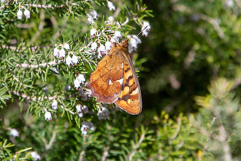 Underside: Canary speckled wood (Pararge xiphioides) It is quite common to encounter this butterfly on the islands of La Palma, Tenerife, La Gomera and Gran Canaria. Even though it looks similar to the well known Speckled wood (Pararge aegeria) that can be found all over central Europe and Northern Africa, this species is endemic to the Canary Islands.
From the same island, but from a different spot, is a picture of the upper side of this butterfly:
https://www.jungledragon.com/image/146066/pararge_xiphioides.html Falter,Geotagged,Kanarische Inseln,Pararge xiphioides,Schmetterling,Spain,Tiere,Winter,butterfly,mariposa