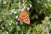 Underside: Canary speckled wood (Pararge xiphioides) It is quite common to encounter this butterfly on the islands of La Palma, Tenerife, La Gomera and Gran Canaria. Even though it looks similar to the well known Speckled wood (Pararge aegeria) that can be found all over central Europe and Northern Africa, this species is endemic to the Canary Islands.<br />
From the same island, but from a different spot, is a picture of the upper side of this butterfly:<br />
https://www.jungledragon.com/image/146066/pararge_xiphioides.html Falter,Geotagged,Kanarische Inseln,Pararge xiphioides,Schmetterling,Spain,Tiere,Winter,butterfly,mariposa