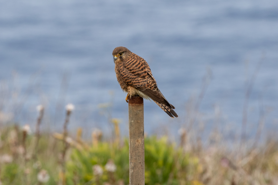 Canarian Kestrel (Falco tinnunculus ssp canariensis) The Common Kestrel is the bird of prey most often seen on the island of La Palma and other islands of the western Canaries, where it has formed its own subspecies. Bird,Common Kestrel,Falco tinnunculus,Geotagged,Kanarische Inseln,Spain,Tiere,Vogel,Winter,pajaro