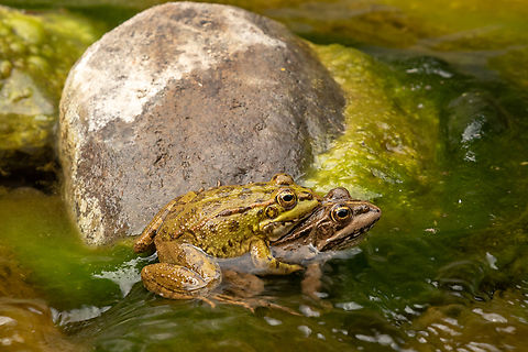 A couple of Perez's frogs (Pelophylax perezi) Due to their remote location, the Canary Islands are difficult to reach for amphibians. There are only three species to be found, and one of them only exists in the south of Gran Canaria. Prerez's frog, also known as the Iberian waterfrog, was introduced in the islands by conquistadors probably in the 15th century. It is found on all islands except El Hierro. Amphibien,Geotagged,Kanarische Inseln,Pelophylax perezi,Perezs frog,Spain,Winter