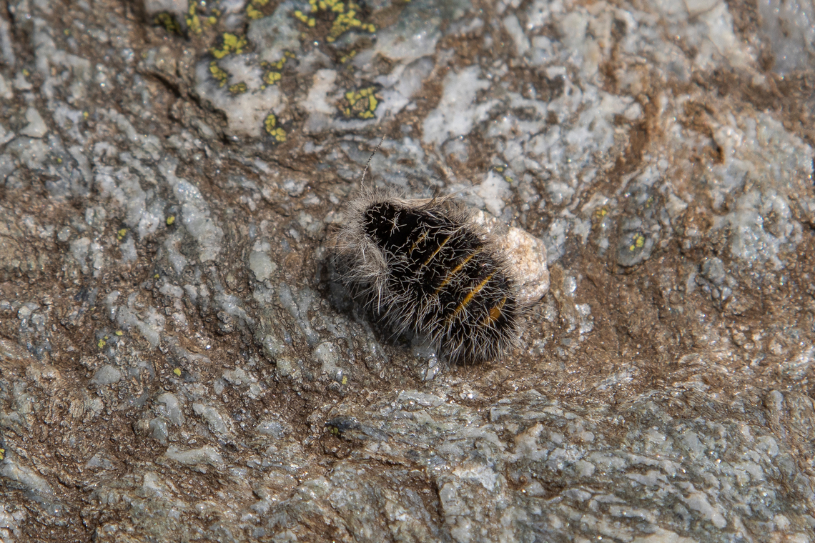 Female Lycia alpina moth This is another species of Geometridae in which the adult females are wingless. It lives in the upper regions of the European Alps as well as a bit lower in the Swiss Jura.<br />
<br />
This full-grown female measures some 2cm. I would never ever have spotted it myself during our hike in the High Tauern region, since it looks very much like a piece of plant seed or bird's dropping. But my butterfly specialist partner has a sixth sense when it comes to spotting these little creatures (it seems super-human to me at times&hellip;), so I joyfully took some pictures of this rare sight. At early July and an altitude of ca 2250m, there were several large patches of snow directly next to this spot.<br />
<br />
Lycia alpina is related to the Belted beauty (Lycia zonaria), which has similar characteristics, see:<br />
<figure class="photo"><a href="https://www.jungledragon.com/image/146051/female_belted_beauty_moth_lycia_zonaria.html" title="Female Belted beauty moth (Lycia zonaria)"><img src="https://s3.amazonaws.com/media.jungledragon.com/images/8383/146051_thumb.jpg?AWSAccessKeyId=05GMT0V3GWVNE7GGM1R2&Expires=1770854410&Signature=5KLXKOHFcLS3LAGrhPijrP09UtA%3D" width="200" height="134" alt="Female Belted beauty moth (Lycia zonaria) The Belted beauty can be found all over Europe, but often only in small habitat patches. Females do not have wings, making it hard for this species to migrate to new habitats.<br />
<br />
To the south a Munich lies a disused airstrip with surroundings meadows which is a well-known spot for finding these beauties.<br />
<br />
In the same patch we also encountered some male specimens, such as:<br />
https://www.jungledragon.com/image/146050/male_belted_beauty_moth_lycia_zonaria.html<br />
<br />
A related species, found in the higher regions of the Alps, is Lycia alpina:<br />
https://www.jungledragon.com/image/146074/lycia_alpina_.html Deutschland,Falter,Geotagged,Germany,Lycia zonaria,Schmetterling,Spring,Tiere,butterfly,mariposa" /></a></figure> Austria,Falter,Geotagged,Lycia alpina,Schmetterling,Summer,Tiere,butterfly,mariposa,&Ouml;sterreich
