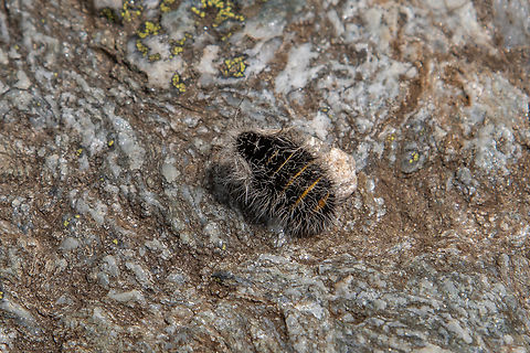 Female Lycia alpina moth This is another species of Geometridae in which the adult females are wingless. It lives in the upper regions of the European Alps as well as a bit lower in the Swiss Jura.

This full-grown female measures some 2cm. I would never ever have spotted it myself during our hike in the High Tauern region, since it looks very much like a piece of plant seed or bird's dropping. But my butterfly specialist partner has a sixth sense when it comes to spotting these little creatures (it seems super-human to me at times…), so I joyfully took some pictures of this rare sight. At early July and an altitude of ca 2250m, there were several large patches of snow directly next to this spot.

Lycia alpina is related to the Belted beauty (Lycia zonaria), which has similar characteristics, see:
https://www.jungledragon.com/image/146051/female_belted_beauty_moth_lycia_zonaria.html Austria,Falter,Geotagged,Lycia alpina,Schmetterling,Summer,Tiere,butterfly,mariposa,Österreich