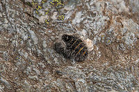 Female Lycia alpina moth This is another species of Geometridae in which the adult females are wingless. It lives in the upper regions of the European Alps as well as a bit lower in the Swiss Jura.<br />
<br />
This full-grown female measures some 2cm. I would never ever have spotted it myself during our hike in the High Tauern region, since it looks very much like a piece of plant seed or bird's dropping. But my butterfly specialist partner has a sixth sense when it comes to spotting these little creatures (it seems super-human to me at times…), so I joyfully took some pictures of this rare sight. At early July and an altitude of ca 2250m, there were several large patches of snow directly next to this spot.<br />
<br />
Lycia alpina is related to the Belted beauty (Lycia zonaria), which has similar characteristics, see:<br />
https://www.jungledragon.com/image/146051/female_belted_beauty_moth_lycia_zonaria.html Austria,Falter,Geotagged,Lycia alpina,Schmetterling,Summer,Tiere,butterfly,mariposa,Österreich