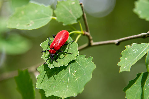 Red beetle of Lycidae spec. We saw this beetle from the Lycidae inside a light beech forest in the &ldquo;Zona volc&aacute;nica de la Garrotxa&rdquo; in Catalunya, Spain. Geotagged,K&auml;fer,Spain,Spanien,Spring,Tiere