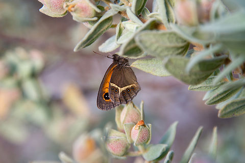 Spanish gatekeeper (Pyronia bathseba) This butterfly was resting in the hills around the Castell del Montgr&iacute; in Catalunya, Spain. Falter,Geotagged,Pyronia bathseba,Schmetterling,Spain,Spanien,Spanish gatekeeper,Spring,Tiere,butterfly,mariposa