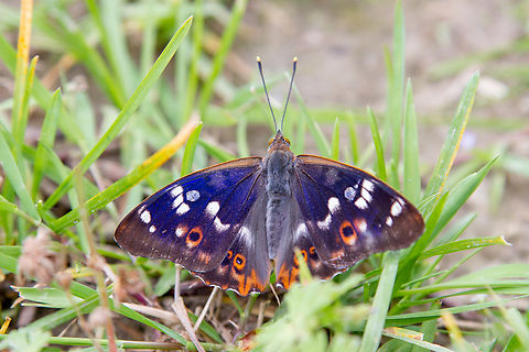 Lesser purple emperor (Apatura ilia) This butterfly is always a welcome sight for its somewhat showy appearance. What made this find a bit special was the date: May 30th (2014) is quite early for this species to appear. Although the upper Rhine region between Kaiserstuhl and Strasbourg is know for its temperate climate, which might have aided this individual's early development. Apatura ilia,Deutschland,Falter,Geotagged,Germany,Lesser purple emperor,Schmetterling,Spring,Tiere,butterfly,mariposa