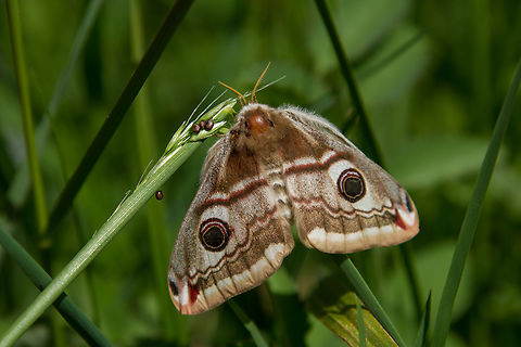 Female small emperor moth (Saturnia pavonia} The adult individuals of this species of the Saturniidae family only live for about one week around April and May. Since they do not have any mouthparts for feeding, their sole purpose is procreation.
The males are diurnal, while the nocturnal females just stay seated during the day and attract males by emitting pheromones. Deutschland,Falter,Geotagged,Germany,Saturnia pavonia,Schmetterling,Small Emperor Moth,Spring,Tiere,butterfly,mariposa