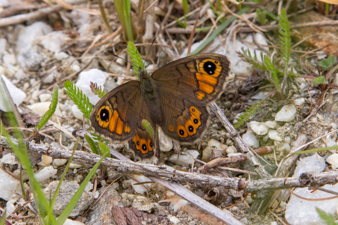 Female Large Wall Brown (Lasiommata maera) This female Large Wall Brown butterfly is from the Nymphalidae family. They are fairly common in Alpine regions and foothills, while being in decline in the plains. Falter,Gebiete,Geotagged,Italien,Italy,Large Wall Brown,Lasiommata maera,Naturns,Schmetterling,Spring,Tiere,Vinschgau,butterfly,mariposa