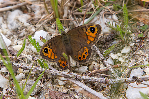 Female Large Wall Brown (Lasiommata maera) This female Large Wall Brown butterfly is from the Nymphalidae family. They are fairly common in Alpine regions and foothills, while being in decline in the plains. Falter,Gebiete,Geotagged,Italien,Italy,Large Wall Brown,Lasiommata maera,Naturns,Schmetterling,Spring,Tiere,Vinschgau,butterfly,mariposa