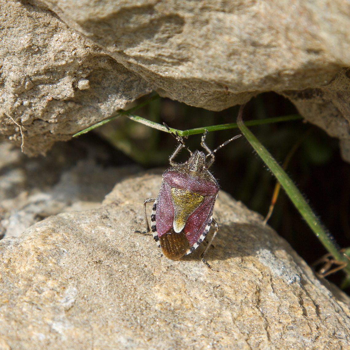 Sloe Bug / Hairy Shielddbug (Dolycoris baccarum) It&#039;s &quot;only&quot; a shield bug and from a widespread species. But they make for a colourful sight! Dolycoris baccarum,Gebiete,Geotagged,Italien,Italy,Naturns,Spring,Vinschgau,Wanze