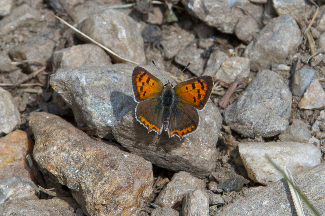 Small Copper butterfly (Lycaena phlaeas) Butterflies of this species can be found in large parts of the northern hemisphere, from eastern North America over most of Europe, northern Africa up to the temperate zones of Asia and Japan.<br />
They form up to four generations per year and are example of a species following the &quot;r-selection&quot; strategy for reproduction - with a rapid reproduction rate and high number of offspring. Falter,Gebiete,Geotagged,Italien,Italy,Lycaena phlaeas,Naturns,Schmetterling,Small copper,Spring,Tiere,Vinschgau,butterfly,mariposa