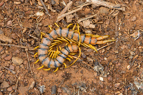 Scolopendra oraniensis - European giant centipede Another example of “careful what you might encounter when you look under dead pieces of wood”… This centipede is one that you should avoid getting bitten by, it might hurt. We found it on a rainy Spring day on the shores of a barrier lake in Algarve, Portugal. European giant centipede,Geotagged,Portugal,Scolopendra oraniensis,Skolopender,Spring