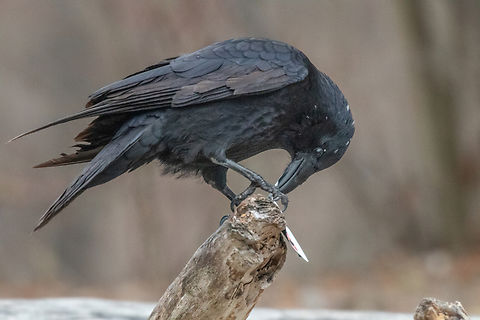 Carrion crow (Corvus corone) Nature in my “backyard” - I live close to the river Isar that flows through Munich, where I went for a walk today.

Crows like this one abound and are a very common sight. This one caught my interest, since it had found a little Polaroid-type photo among the gravel and was pecking away at it.

[EDIT 2024-05-01] I had originally (wrongly) identified this bird as Corvus frugilegus. After re-checking the photo today, I corrected it to Corvus corone. Bird,Carrion Crow,Corvus corone,Corvus frugilegus,Deutschland,Geotagged,Germany,München,Rook,Tiere,Vogel,Winter,pajaro