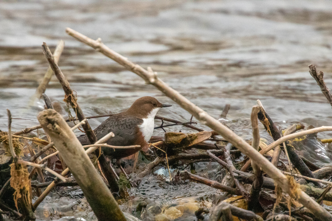 White-throated dipper (Cinclus cinclus) Nature in my &ldquo;backyard&rdquo; - I live close to the river Isar that flows through Munich, where I went for a walk today.<br />
<br />
Encountering a white-throated dipper in the morning hours in that spot, when the river beds are not yet swarming with people, is not that unusual. But it&#039;s always a sight that gladdens the nature lover&#039;s heart, since this bird is highly specialised on swiftly flowing waters, ideally with rocks or other outcroppings for perches. They are usually also rather picky when it comes to water quality. So seeing a white-throated dipper within a city of well over 1 million inhabitants does feel a bit special. Bird,Cinclus cinclus,Deutschland,Geotagged,Germany,München,Tiere,Vogel,White-throated dipper,Winter,pajaro