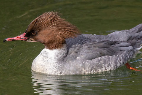Female Goosander (Mergus merganser) Nature in my “backyard” - I live close to the river Isar that flows through Munich, where I went for a walk today.

Very close to my home and right by the river (actually a canal that is split off the main arm of the Isar) is a large power station. On the other side is a dense patch of trees. The little patch of canal water in between is very quiet and has a remote feel to it, despite the 8-laned road just 60 meters away. That's where I saw this pair of goosanders circling on the water.

Male companion:
https://www.jungledragon.com/image/146506/male_goosander_duck_mergus_merganser.html Bird,Common merganser,Deutschland,Geotagged,Germany,Mergus merganser,München,Tiere,Vogel,Winter,pajaro
