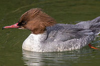 Female Goosander (Mergus merganser) Nature in my “backyard” - I live close to the river Isar that flows through Munich, where I went for a walk today.<br />
<br />
Very close to my home and right by the river (actually a canal that is split off the main arm of the Isar) is a large power station. On the other side is a dense patch of trees. The little patch of canal water in between is very quiet and has a remote feel to it, despite the 8-laned road just 60 meters away. That's where I saw this pair of goosanders circling on the water.<br />
<br />
Male companion:<br />
https://www.jungledragon.com/image/146506/male_goosander_duck_mergus_merganser.html Bird,Common merganser,Deutschland,Geotagged,Germany,Mergus merganser,München,Tiere,Vogel,Winter,pajaro